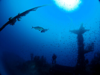 Obraz premium Scuba Diving Malta, Gozo and Comino