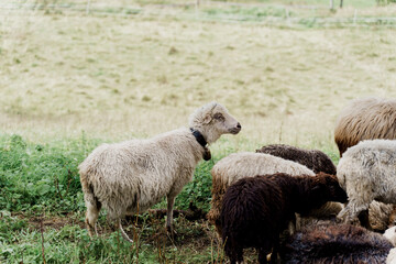 Sheeps and rams on the green field on the farm. Production of wool from animals. Flock of sheep in the mountains.