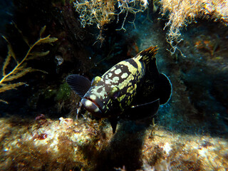 Scuba Diving Malta, Gozo and Comino