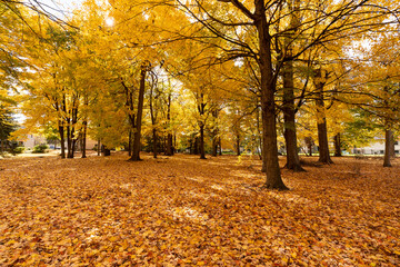 Autumn forest scenery landscape with fall leaves on the ground, vivid october day in colorful forest.