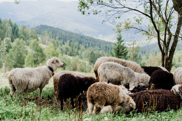 Obraz premium Flock of sheep in the mountains. Sheeps and rams on the green field on the farm. Production of wool from animals.