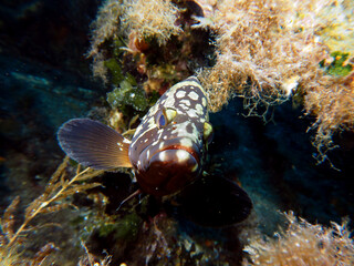 Scuba Diving Malta, Gozo and Comino