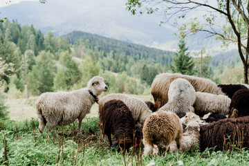 Fototapeta premium Flock of sheep in the mountains. Sheeps and rams on the green field on the farm. Production of wool from animals.