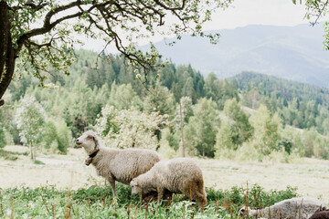 Flock of sheep in the mountains. Sheeps and rams on the green field on the farm. Production of wool from animals.