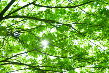 新緑の葉っぱと木漏れ日