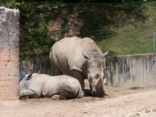 Fototapeta premium Mamiferos