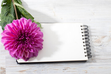 Naklejka premium Purple autumn dahlias on white background. Copy space