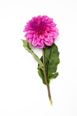 Purple autumn dahlias on white background. Copy space © elenarostunova