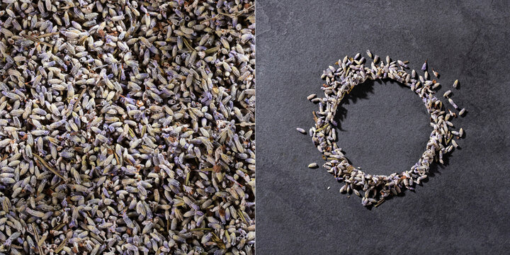 Lavandula - Dried lavender flowers. Text space