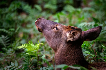 Fototapeta premium Close up of single Altai wapiti or Altai elk