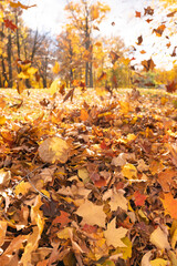 Autumn forest background with falling leaves on the ground, vivid october day in colorful forest.