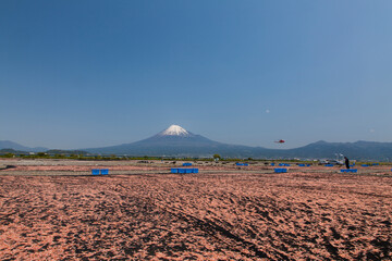 桜えびの天日干しと富士山