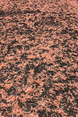 桜えびの天日干し