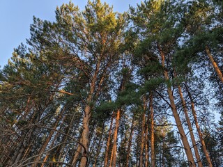 Fototapeta premium pine tree branches