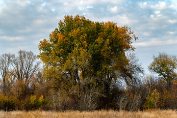 Fototapeta premium Autumn forest with orange and green leaves of poplar