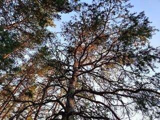 trees and sky