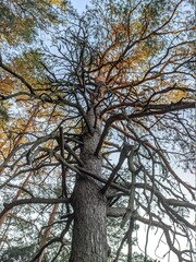 tree in autumn