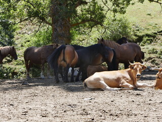 Fototapeta premium Mamiferos