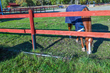 Fototapeta na wymiar Beautiful close up view of horse grazing in paddock. Animals concept.
