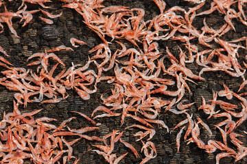 桜えびの天日干し