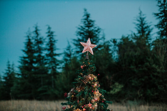 Close-up of Christmas tree against clear sky at dusk