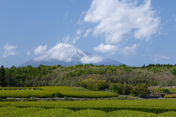 Obraz premium 茶畑と富士山