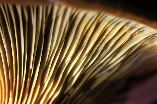 Gills of growing mushroom