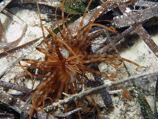 Scuba Diving Malta, Gozo and Comino