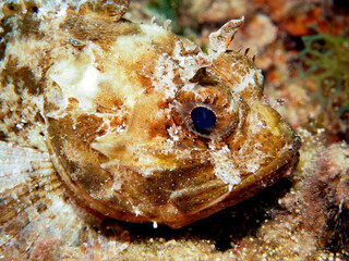 Scuba Diving Malta, Gozo and Comino