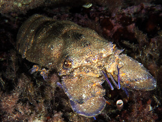 Scuba Diving Malta, Gozo and Comino