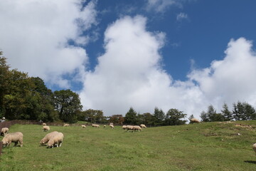 Obraz premium sheep in the field