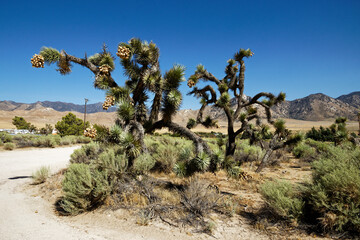 joshua tree national park