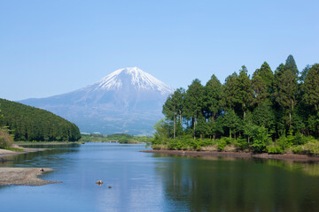 新緑の頃の田貫湖と富士山