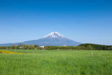 朝霧高原の草原と富士山