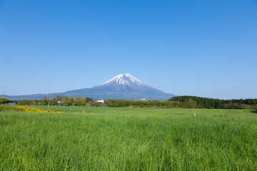 朝霧高原の草原と富士山