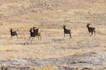 Naklejka na ściany i meble Mule Deer in the Pike National Forest of Colorado