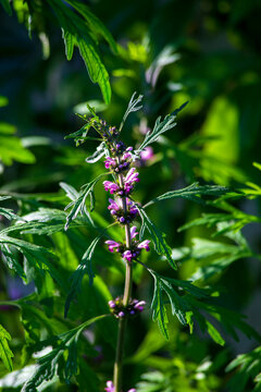 Siberian motherwort&Ocirc;&oslash;&Omega;(Leonurus sibiricus) growing outdoors