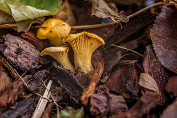 chanterelles growing on a brown soil covered with leaves and bark pieces, Denmark, October 25, 2020