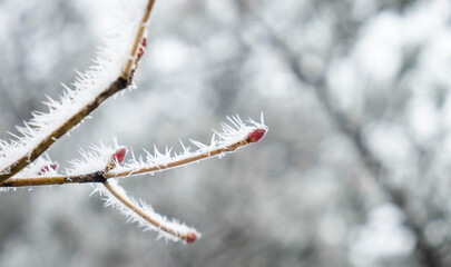 The macro photography of frost and ice plenty of the leaves during a winter freeze on the pine tree at the Huangshan mountain
