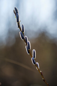 Male catkins of pussy willow (Salix caprea)