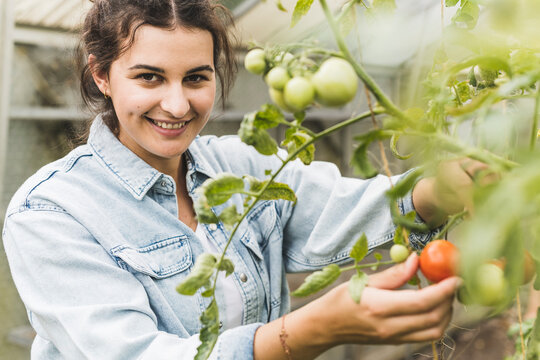 Close-up of young woman picking tomatoes from plants in greenhouse