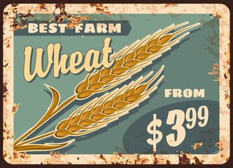 Wheat rusty metal plate, vector promo for agricultural farm production. Farm grain harvest vintage rust tin sign, natural product retro poster. Golden wheat ears ferruginous price tag for market