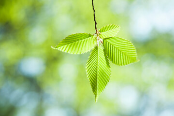 ブナの新緑