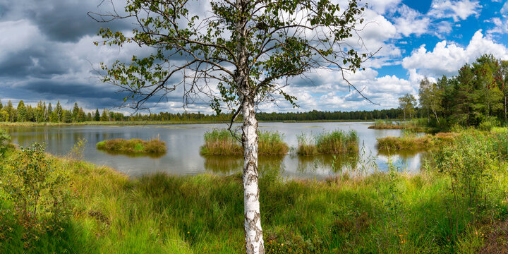 Germany, Baden-Wurttemberg, Bad Wurzach, Birch tree growing on grassy shore of Riedsee lake in Wurzacher Ried nature reserve