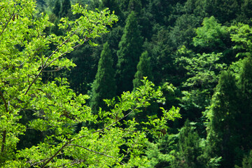 新緑の森林