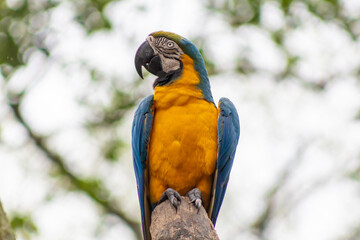 Papagaio