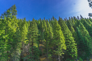 Fototapeta premium forest and sky