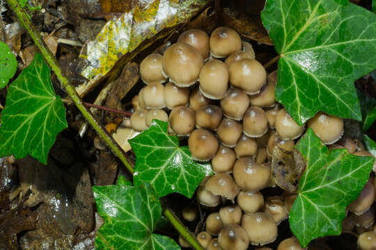 One of the Psathyrella group of mushrooms, possibly Psathyrella piluliformis growing at the base of a  tree amongst significant amounts of old, wet leaf litter.