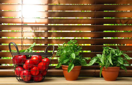 Green basil plants and tomatoes on window sill indoors
