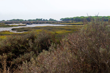 Campo, planta, flor, rio y agua en parque natural del Río Piedras y Flecha del Rompido en Cartaya, Huelva, Andalucia, España